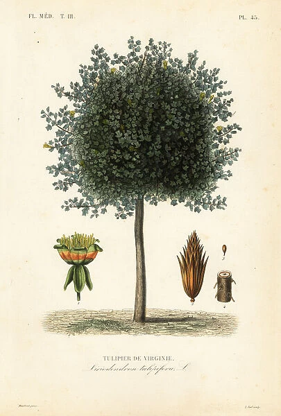 American tulip tree or tulipwood, Liriodendron tulipifera