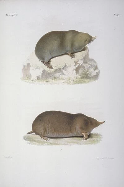 Anourosorex squamipes, mole shrew