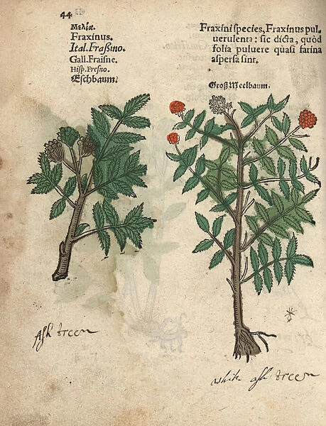 Ash tree, Fraxinus species