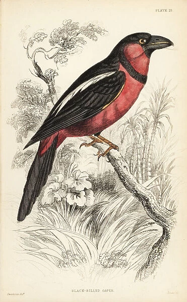 Black-and-red broadbill, Cymbirhynchus macrorhynchos