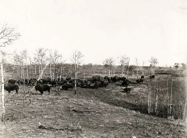 Buffalo herd in Buffalo National Park Canada, c. 1920