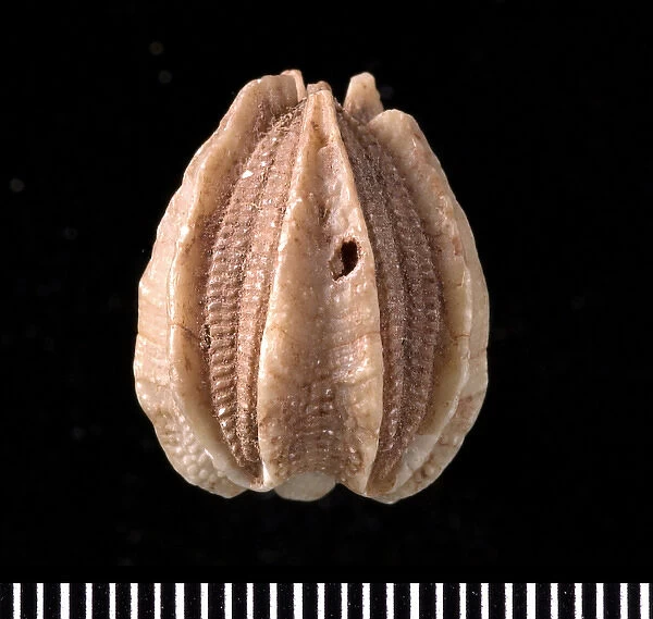 Deltoblastus, a fossil blastoid