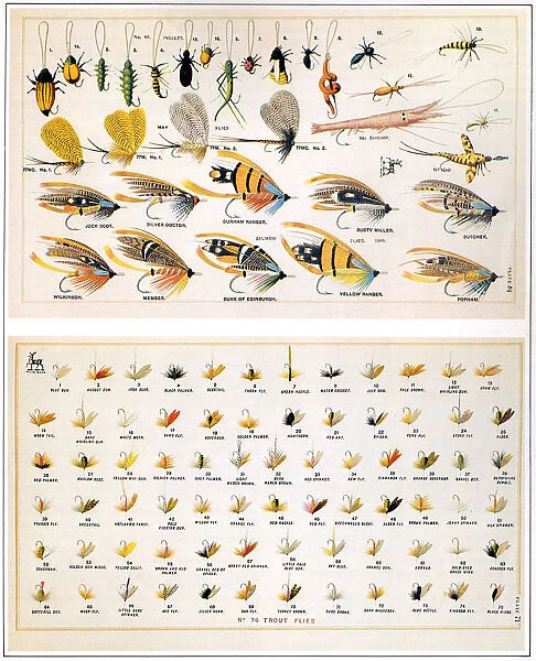 Flies Date: 1887