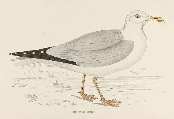 Herring Gull (Morris)