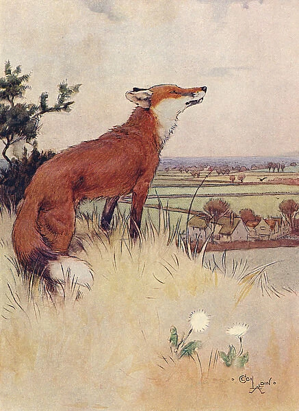 Illustration, White-Ear looking down the valley