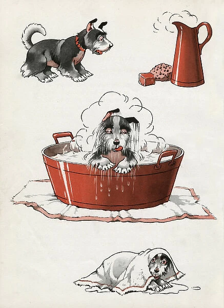 Jeek the puppy on bath day
