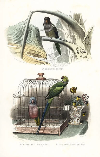 Monk parakeet, red-breasted parakeet and rose-ringed