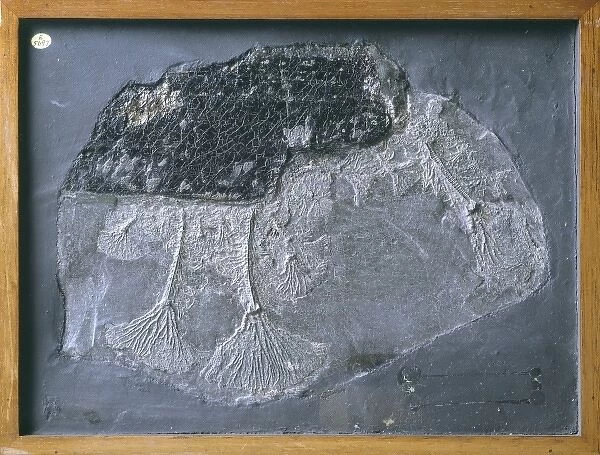 Pentacrinites fossilis, crinoid