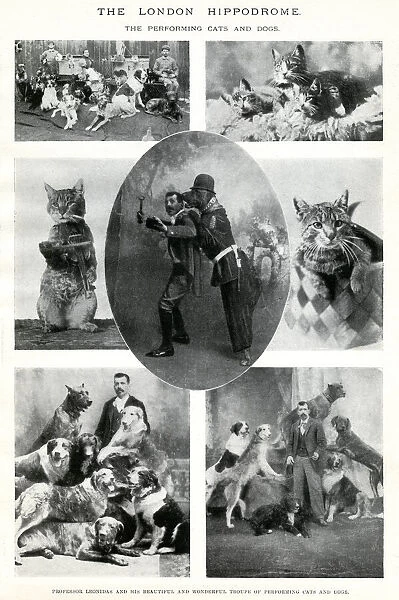 Performing cats and dogs at the London Hippodrome