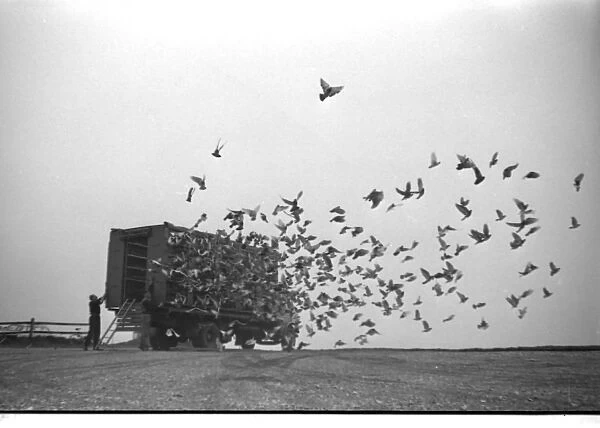 Racing pigeons released in the early morning
