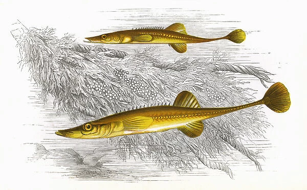 Spinachia spinachia, or Fifteen-Spined Stickleback