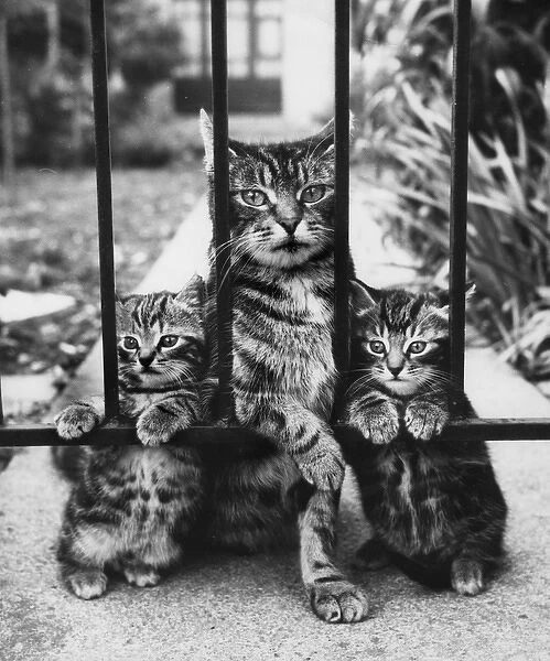 Tabby cat and two kittens behind railings