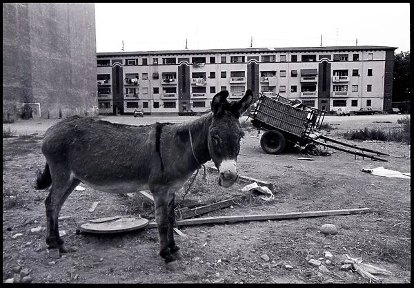 Tethered donkey on waste ground, Valencia, Spain