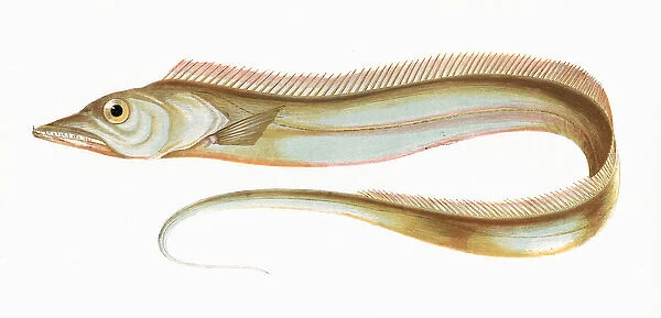 Trichiurus lepturus, or Largehead Hairtail