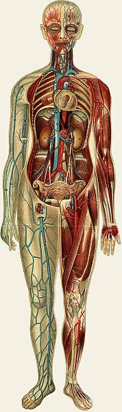 Unfolding female anatomy