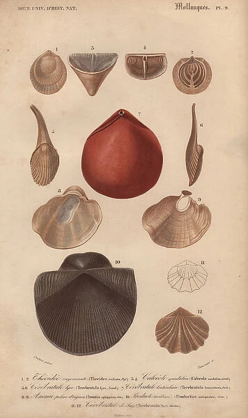Variety of molluscs including terebratula