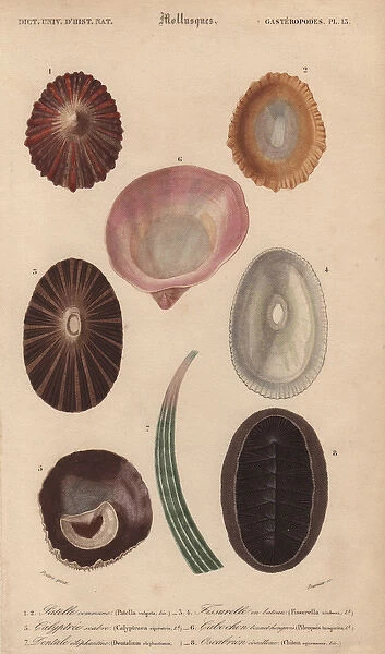 Variety of tropical shells including Patella