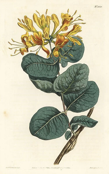 Yellow-flowered woodbine, Lonicera flava