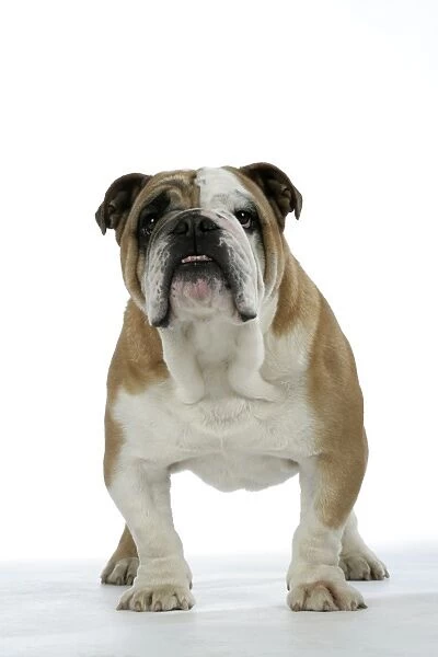 Bulldog - male standing up