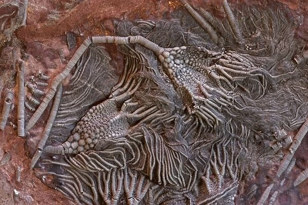 Fossil Crinoid (Cephocrinitis) - Erfoud South Morocco - Devonian - 390 million years old