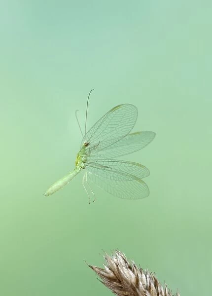 Green Lacewing - taking off - Bedfordshire UK 008033