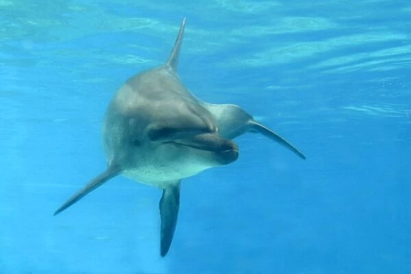 Indian Ocean Bottlenose Dophin - underwater