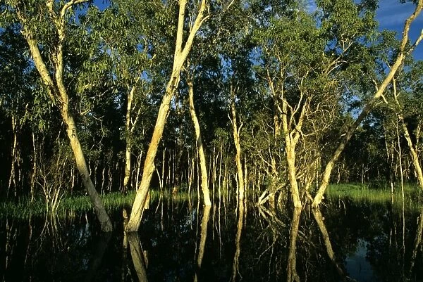 Paperbark Swamp (M. leucadendra) Kakadu National Park (World Heritage Area), Northern Territory, Australia JPF51239