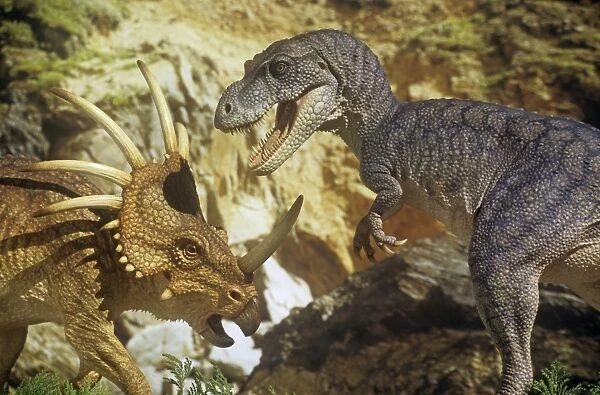 Styracosaurus jousts with an Albertosaurus. Late Cretaceous