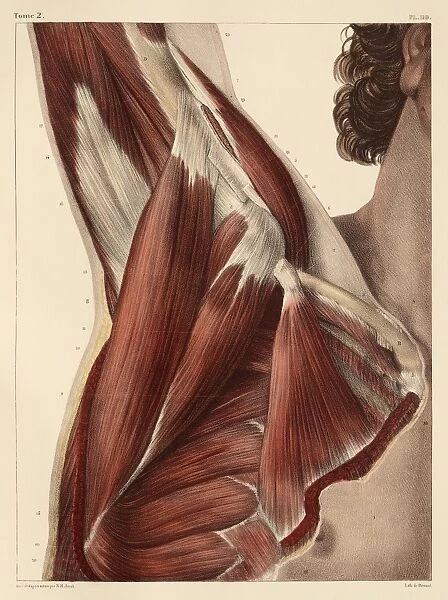 Armpit muscles, 1831 artwork