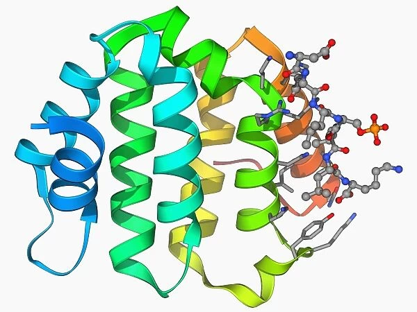 Beta secretase enzyme, molecular model F006  /  9467