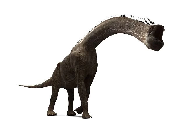 Brachiosaurus dinosaur, artwork