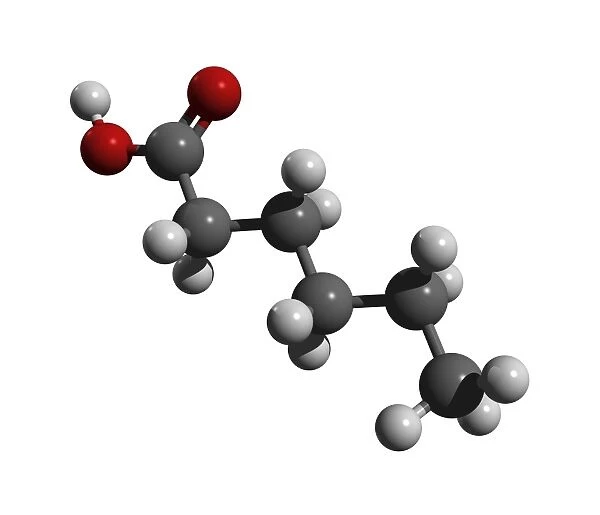 Caproic acid molecule