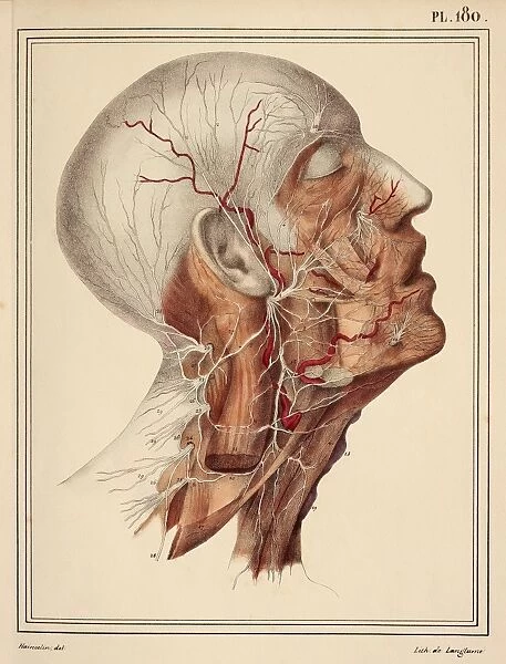 Face and neck nerves, 1825 artwork