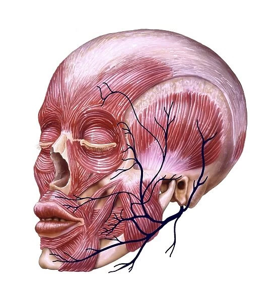 Facial nerve anatomy, artwork
