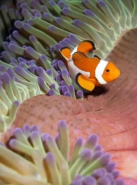 False clownfish in sea anemone