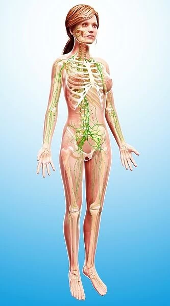 Female lymphatic system, artwork F007  /  3656