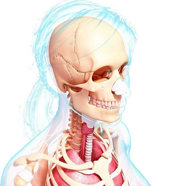 Female skeleton, artwork