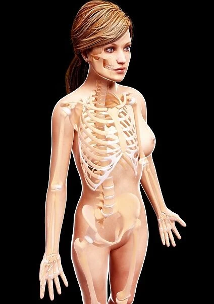 Female skeleton, artwork F007  /  3763