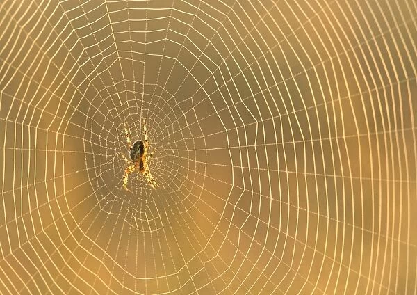 Garden spider on an orb web