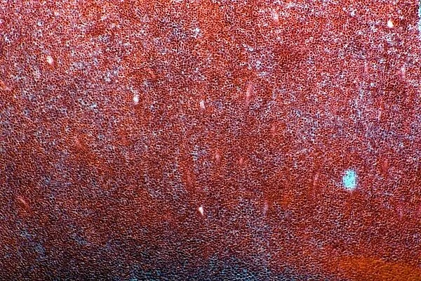 Hazel nut, light micrograph
