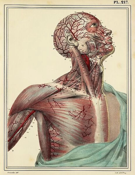 Head and chest arteries, 1825 artwork