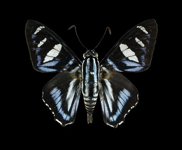 Hospita skipper butterfly