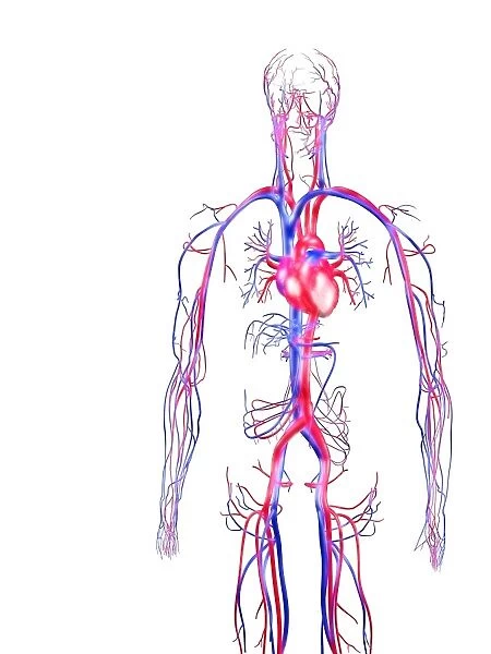Human circulatory system