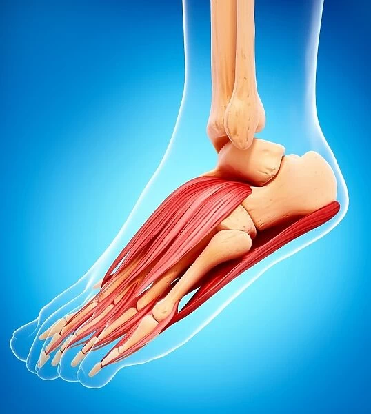 Human foot musculature, artwork F007  /  1294