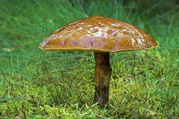 Larch bolete fungus (Suillus grevillei)