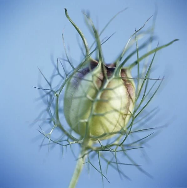 Love in the mist seed head (Nigella sp. )