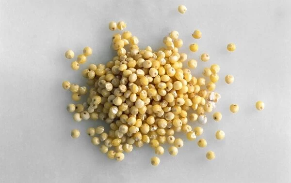 Millet seeds C014  /  1125