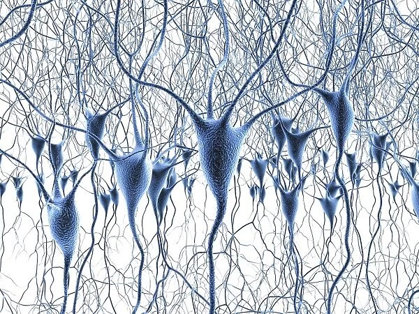Nerve cells, artwork F007  /  5516