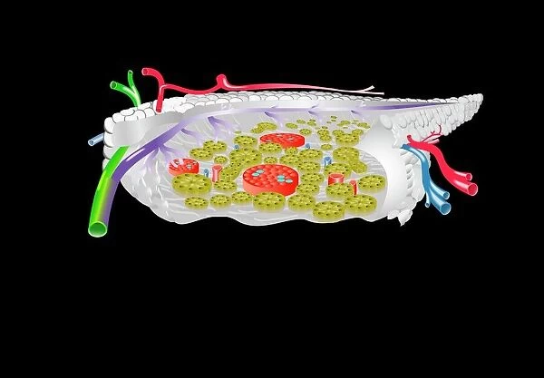 Pancreas anatomy, artwork