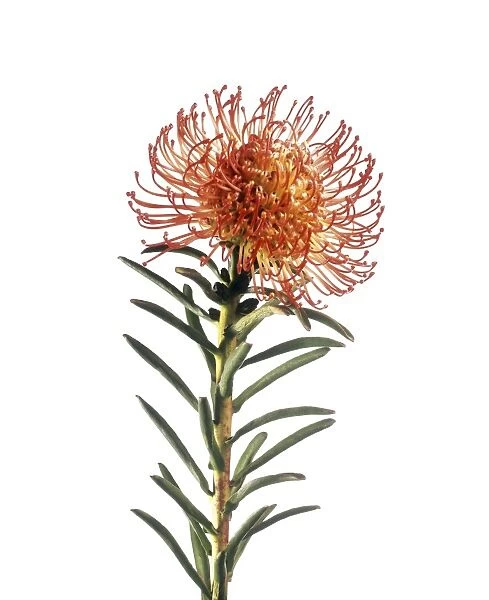 Pincushion flower (Leucospermum sp. )
